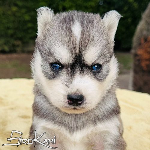 siberian husky gris