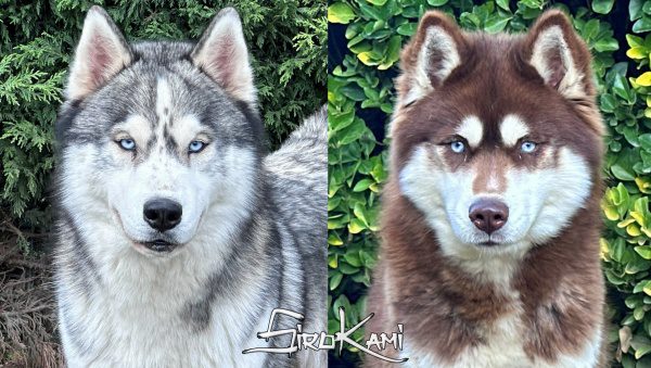 proxima camada de husky siberiano del criador Sirokami
