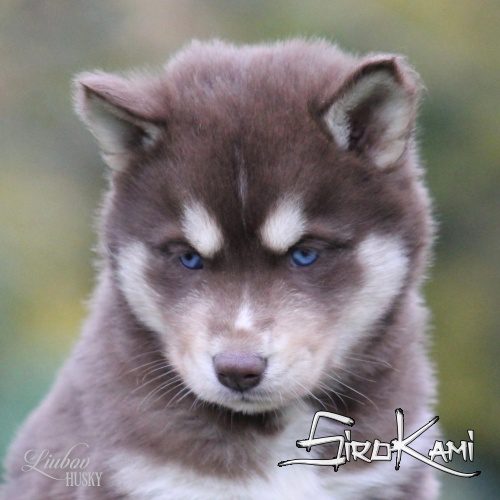 husky marron valkia del sirokami 10