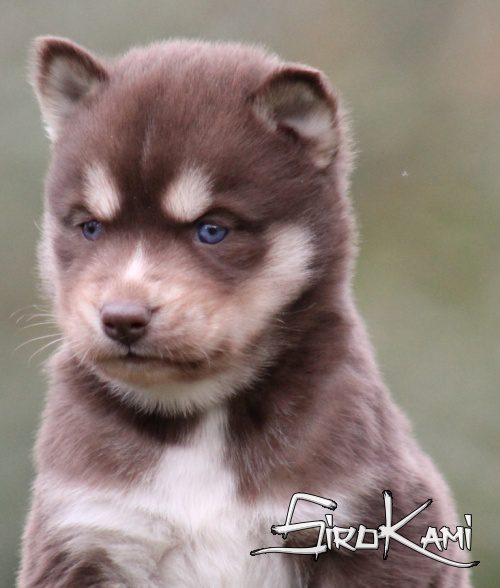 husky marron valkia del sirokami 11