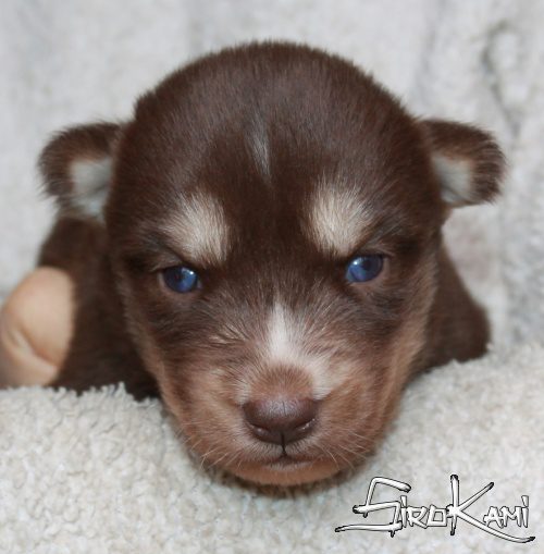 husky marron valkia del sirokami 12
