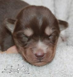 husky marron valkia del sirokami 13