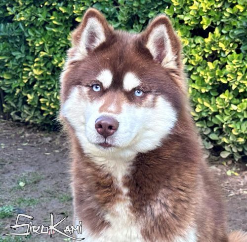 husky marron valkia del sirokami 2