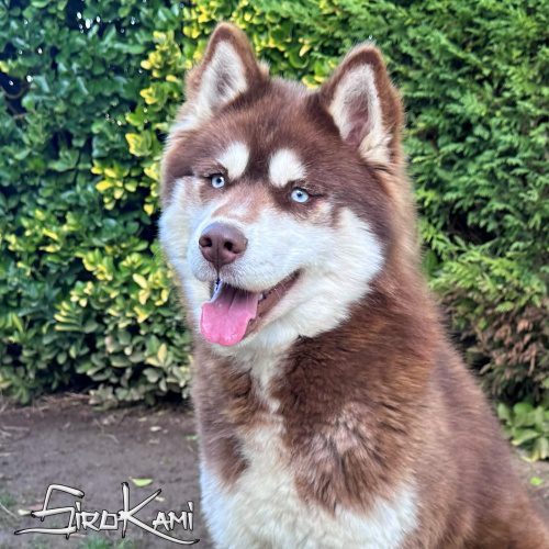 husky marron valkia del sirokami 3