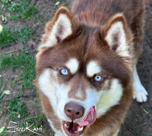 husky marron valkia del sirokami 4