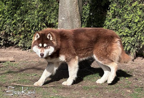 husky marron valkia del sirokami 5