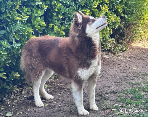 husky marron valkia del sirokami 6