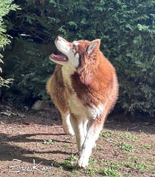 husky marron valkia del sirokami 7
