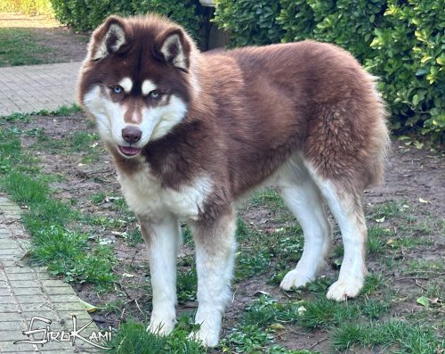 husky marron valkia del sirokami 8