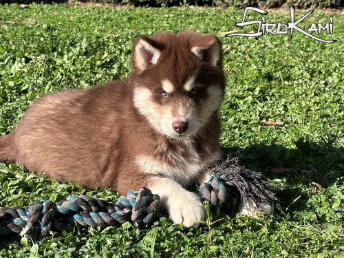 husky marron valkia del sirokami 9