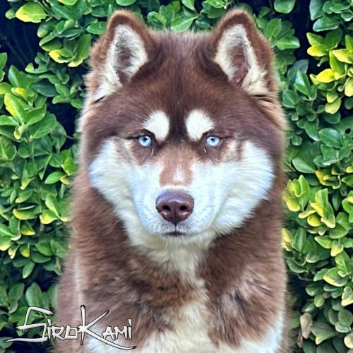 husky siberiano hembra de color marron chocolate con ojos azules