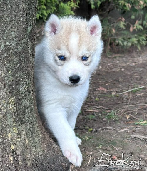 husky siberiano con ojos azules gin del sirokami 2