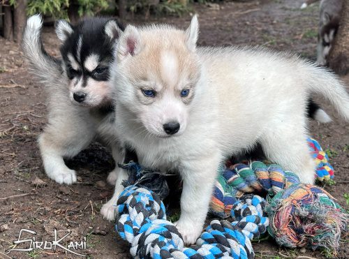 husky siberiano con ojos azules gin del sirokami 3