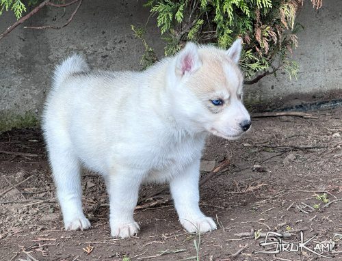 husky siberiano con ojos azules gin del sirokami 4