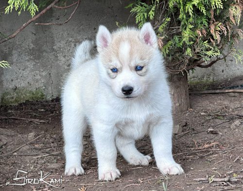 husky siberiano con ojos azules gin del sirokami 5