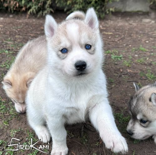 husky siberiano con ojos azules gin del sirokami 6