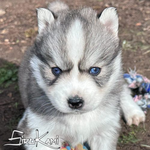 husky siberiano ojos azules kurai del sirokami 2