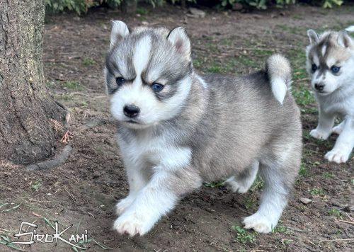 husky siberiano ojos azules kurai del sirokami 3