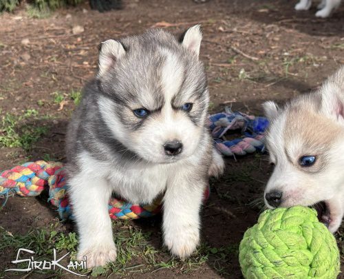 husky siberiano ojos azules kurai del sirokami 4
