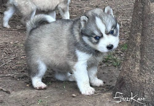 husky siberiano ojos azules kurai del sirokami 5