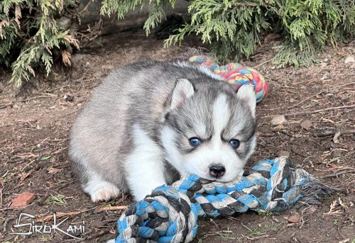husky siberiano ojos azules kurai del sirokami 6