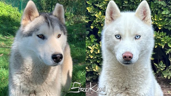 huskys blancos puros