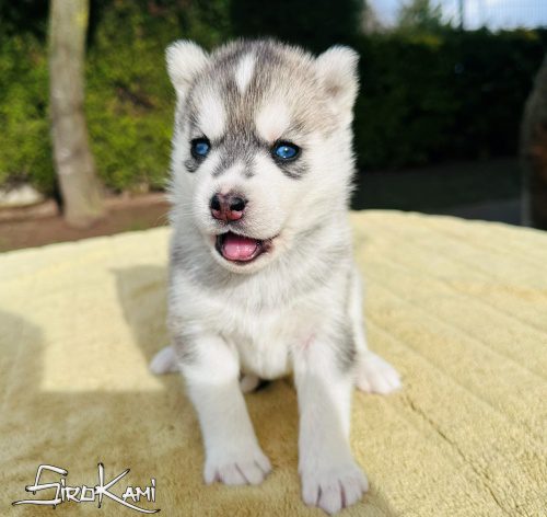 siberian husky gris ankara del sirokami 2