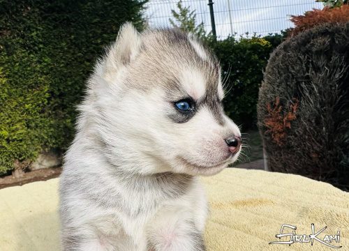 siberian husky gris ankara del sirokami 3