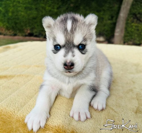 siberian husky gris ankara del sirokami 4