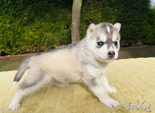 siberian husky gris ankara del sirokami 5