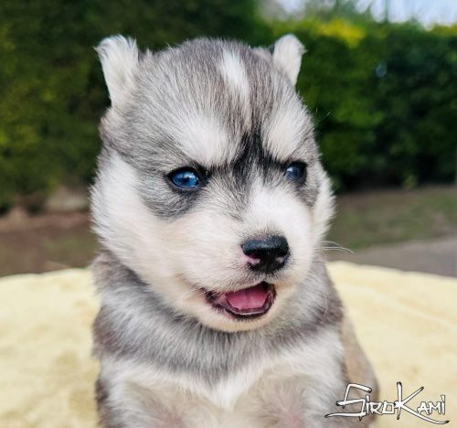 siberian husky gris inuka del sirokami 2