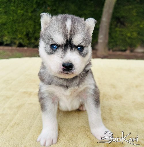 siberian husky gris inuka del sirokami 3