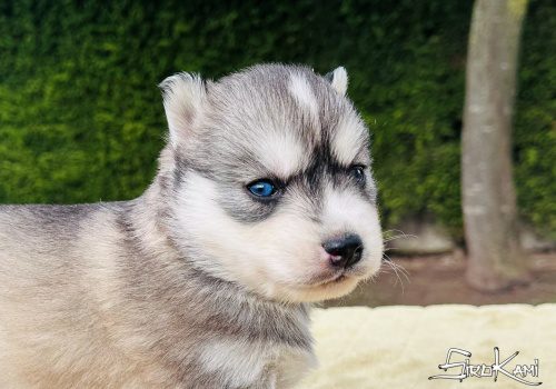 siberian husky gris inuka del sirokami 4