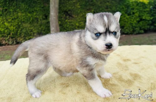 siberian husky gris inuka del sirokami 5