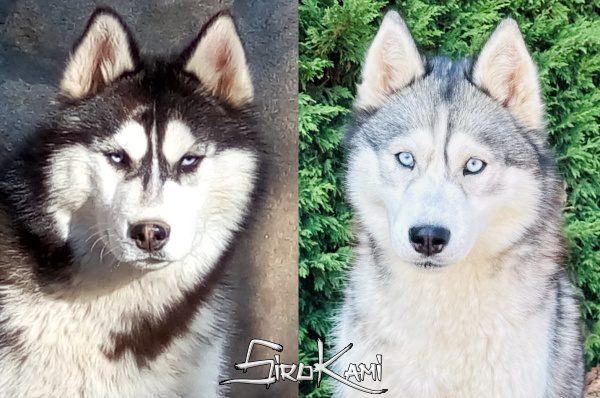 Camada cachorros husky grises y negros