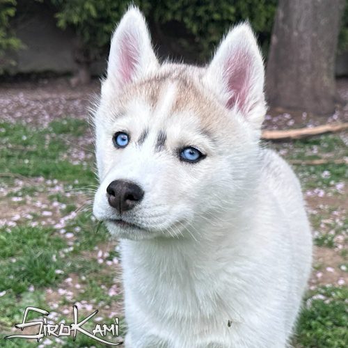 cachorro husky ojos azules dasha del sirokami 2