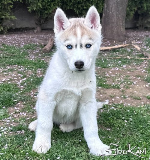 cachorro husky ojos azules dasha del sirokami 3