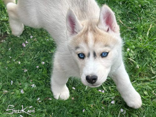 cachorro husky ojos azules dasha del sirokami 4