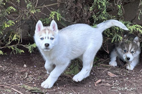 cachorro husky ojos azules dasha del sirokami 5