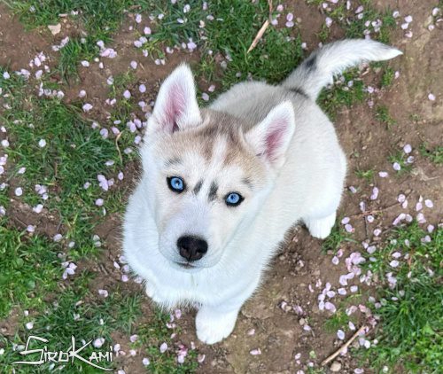 cachorro husky ojos azules dasha del sirokami 6