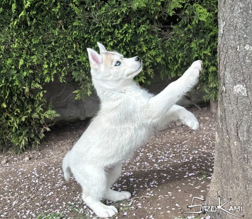 cachorro husky ojos azules dasha del sirokami 7