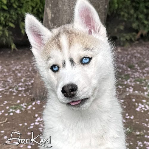 cachorro husky ojos azules dasha del sirokami 8