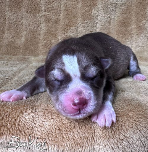 cachorra husky siberiano roja y blanca gaara del sirokami 3