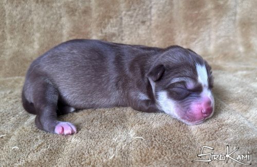cachorra husky siberiano roja y blanca gaara del sirokami 4