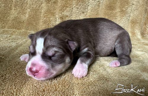 cachorra husky siberiano roja y blanca gaara del sirokami 5