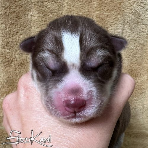 cachorra husky siberiano roja y blanca gaara del sirokami cachorra husky siberiano roja y blanca