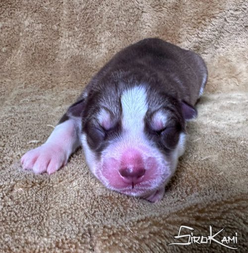 cachorra husky siberiano roja y blanca shona del sirokami 3