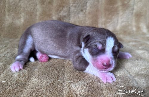 cachorra husky siberiano roja y blanca shona del sirokami 4