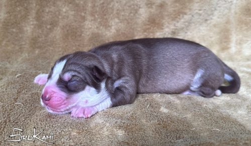 cachorra husky siberiano roja y blanca shona del sirokami 5