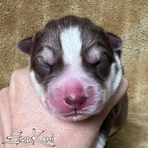 cachorra husky siberiano roja y blanca shona del sirokami cachorra husky siberiano roja y blanca